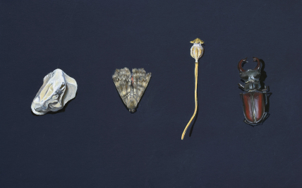 Jelonek rogacz, makówka, ćma i kamień, 2020, tempera jajowa na papierze, 21 x 29,5 cm, fot. artystki